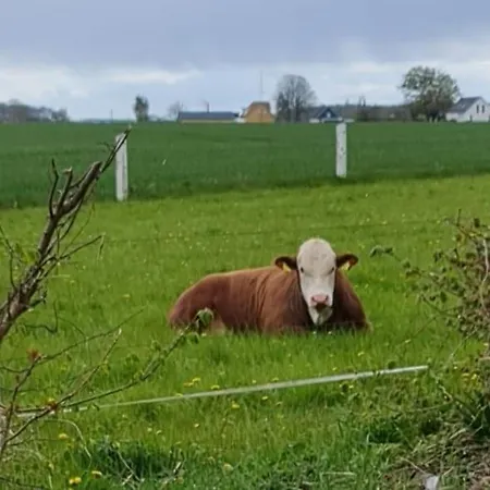 Stokkegaarden's & Stokkemarke
