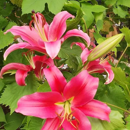 Stokkegaarden's & Hotel 3*